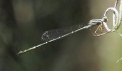 Enallagma pollutum