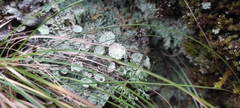 Cladonia chlorophaea