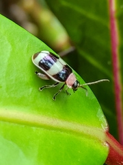 Omophoita