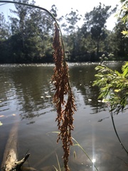 Machaerina articulata