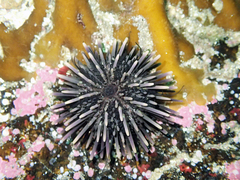 Euechinoidea