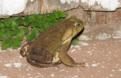 Rhinella icterica