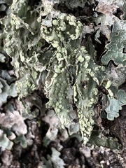 Ramalina subleptocarpha