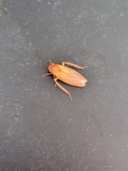 Gyponana gladia
