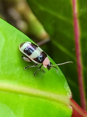 Omophoita