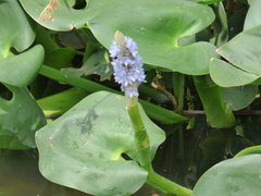 Pontederia