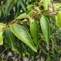 Syzygium zeylanicum