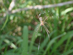 Leucauge