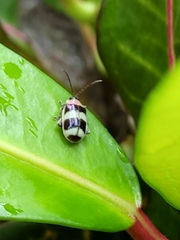 Omophoita