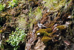 Muscisaxicola cinereus