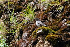 Muscisaxicola cinereus