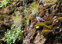 Muscisaxicola cinereus