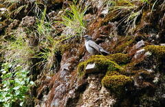 Muscisaxicola cinereus