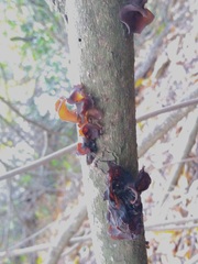 Auricularia