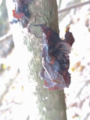 Auricularia