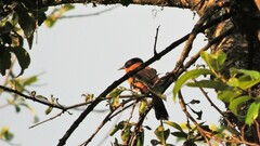 Heterophasia capistrata