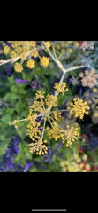 Foeniculum vulgare