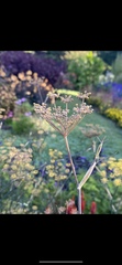 Foeniculum vulgare