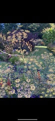 Foeniculum vulgare
