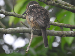 Hypnelus ruficollis