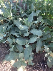 Rumex venosus