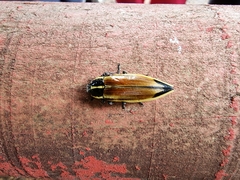 Epistomentis pictus