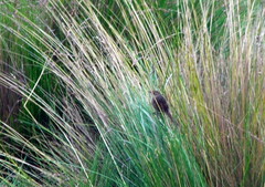 Asthenes maculicauda