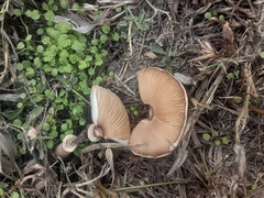 Macrolepiota