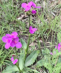Tradescantia crassifolia