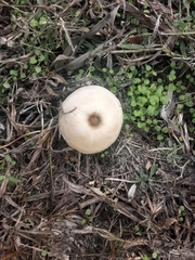 Macrolepiota