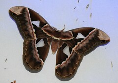 Rothschildia speculifer