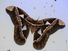 Rothschildia speculifer