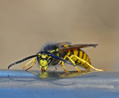Vespula vulgaris