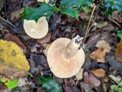 Lactarius pyrogalus