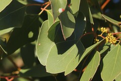Eucalyptus populnea