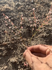 Eriogonum vimineum