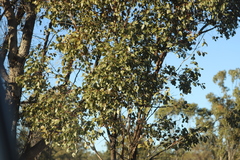 Eucalyptus populnea