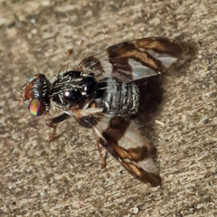 Procecidochares atra