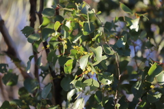Eucalyptus populnea
