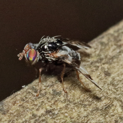 Procecidochares atra