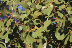 Eucalyptus populnea
