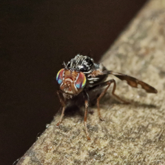 Procecidochares atra