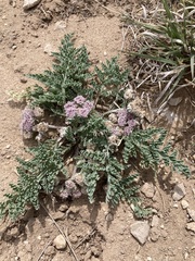 Vesper montanus
