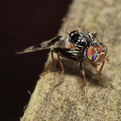 Procecidochares atra