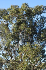 Eucalyptus populnea
