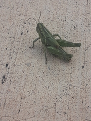 Campylacantha olivacea