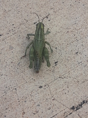 Campylacantha olivacea