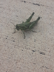 Campylacantha olivacea