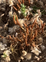 Myosurus apetalus montanus