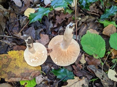 Lactarius pyrogalus